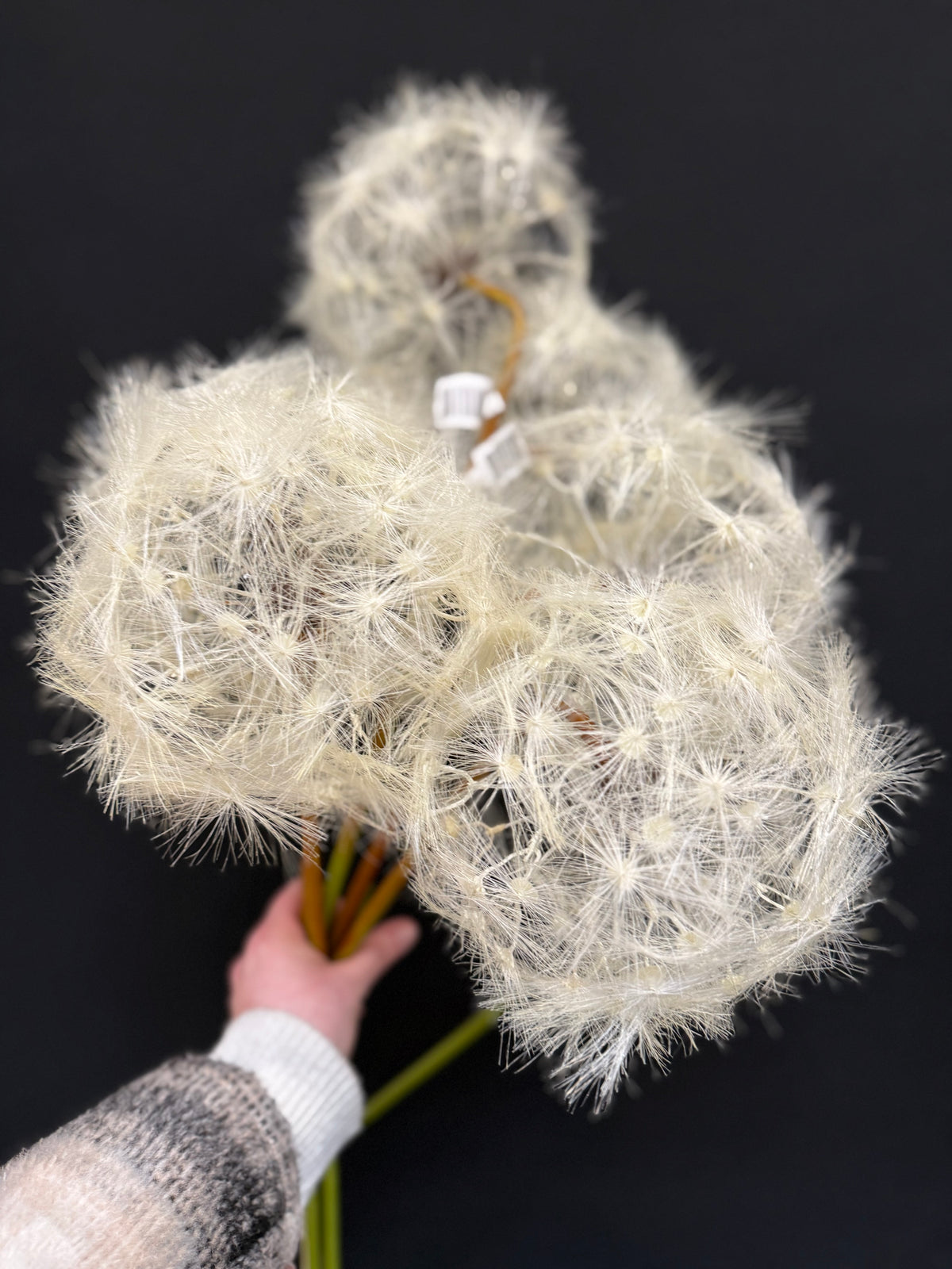 Dandelion XXL- paardebloem zijden