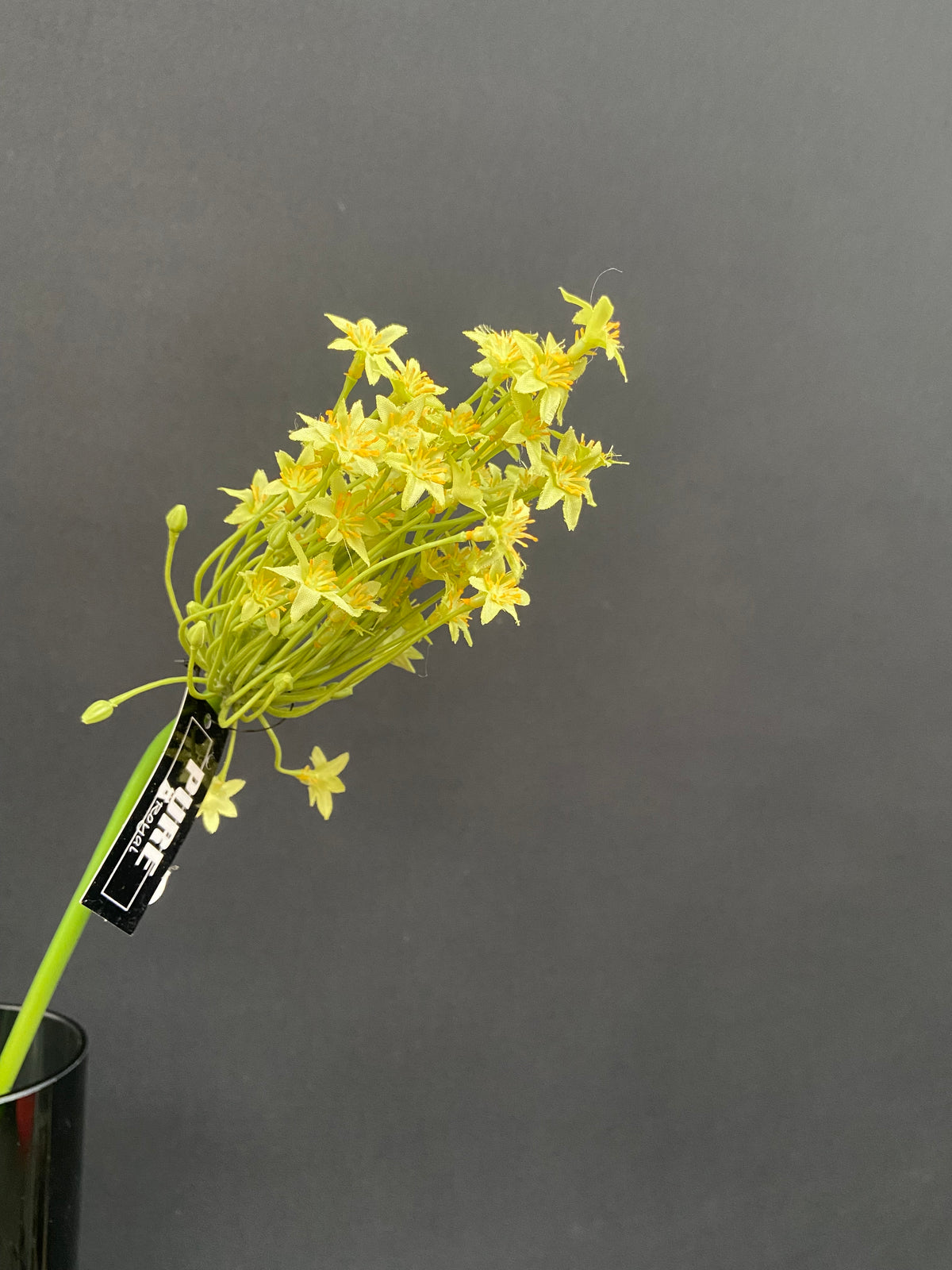 ORNITHOGALUM 71CM GREEN