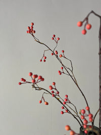 Zijdentak rozenbottel bes