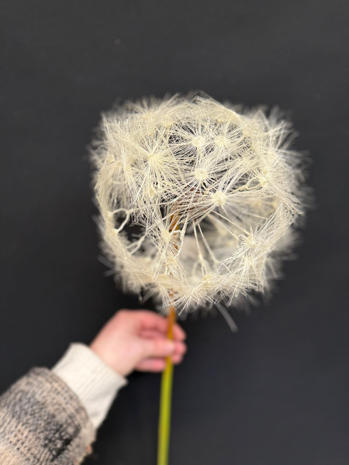 Dandelion XXL- paardebloem zijden