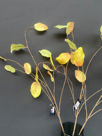 WEEPING BEECH LEAF SPRAY 98CM GREEN