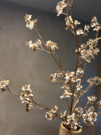 Zijdentak crème/gold