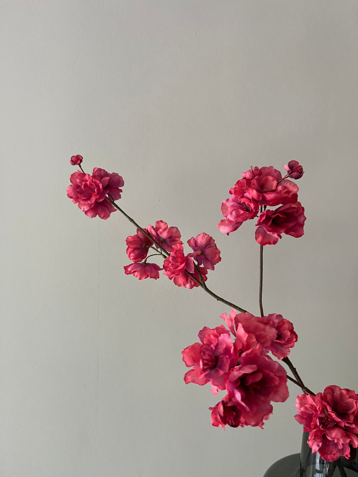 Kanzan blossom old pink