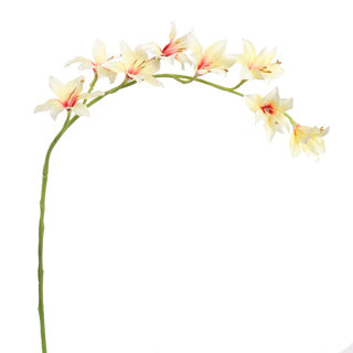 ZWAARDLELIE 95CM CREME