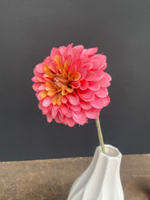 Afbeelding in Gallery-weergave laden, Single dahlia beauty
