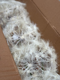 Dandelion XXL- paardebloem zijden