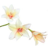 ZWAARDLELIE 95CM CREME