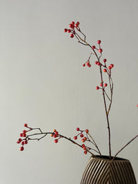 Zijdentak rozenbottel bes