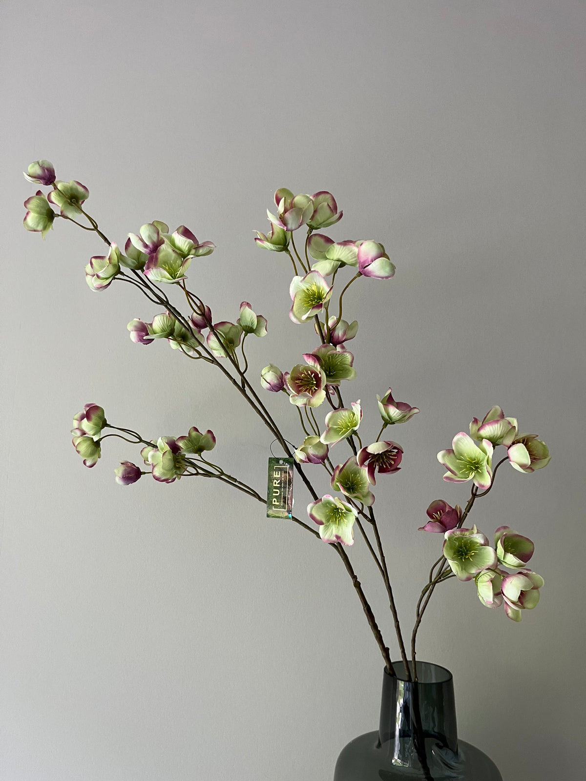 Large Helleborus