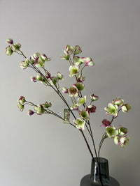 Large Helleborus