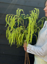 Amaranthus takken