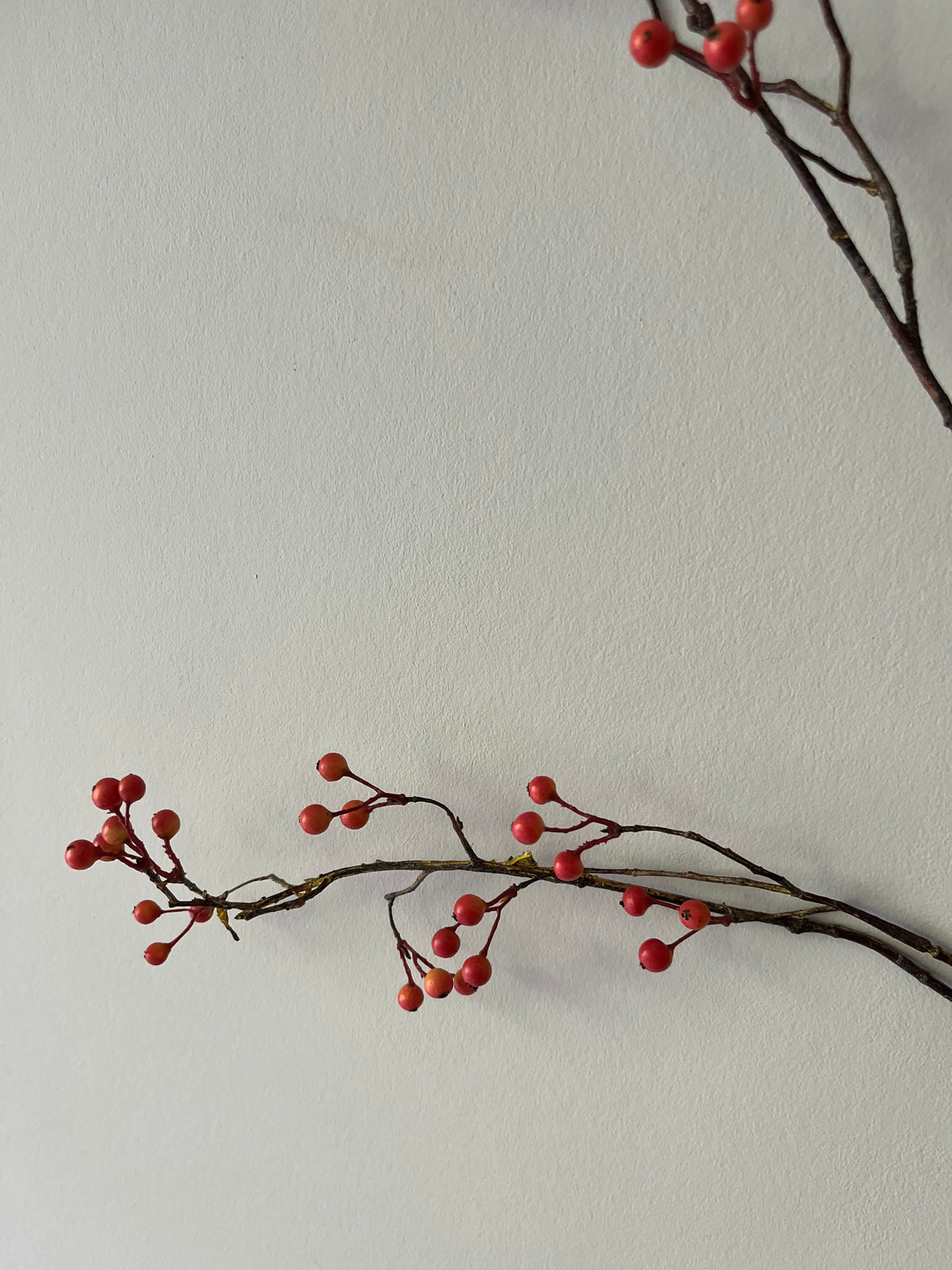 Zijdentak rozenbottel bes