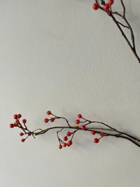 Zijdentak rozenbottel bes