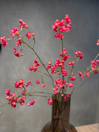 Bittersweet Pink 92cm