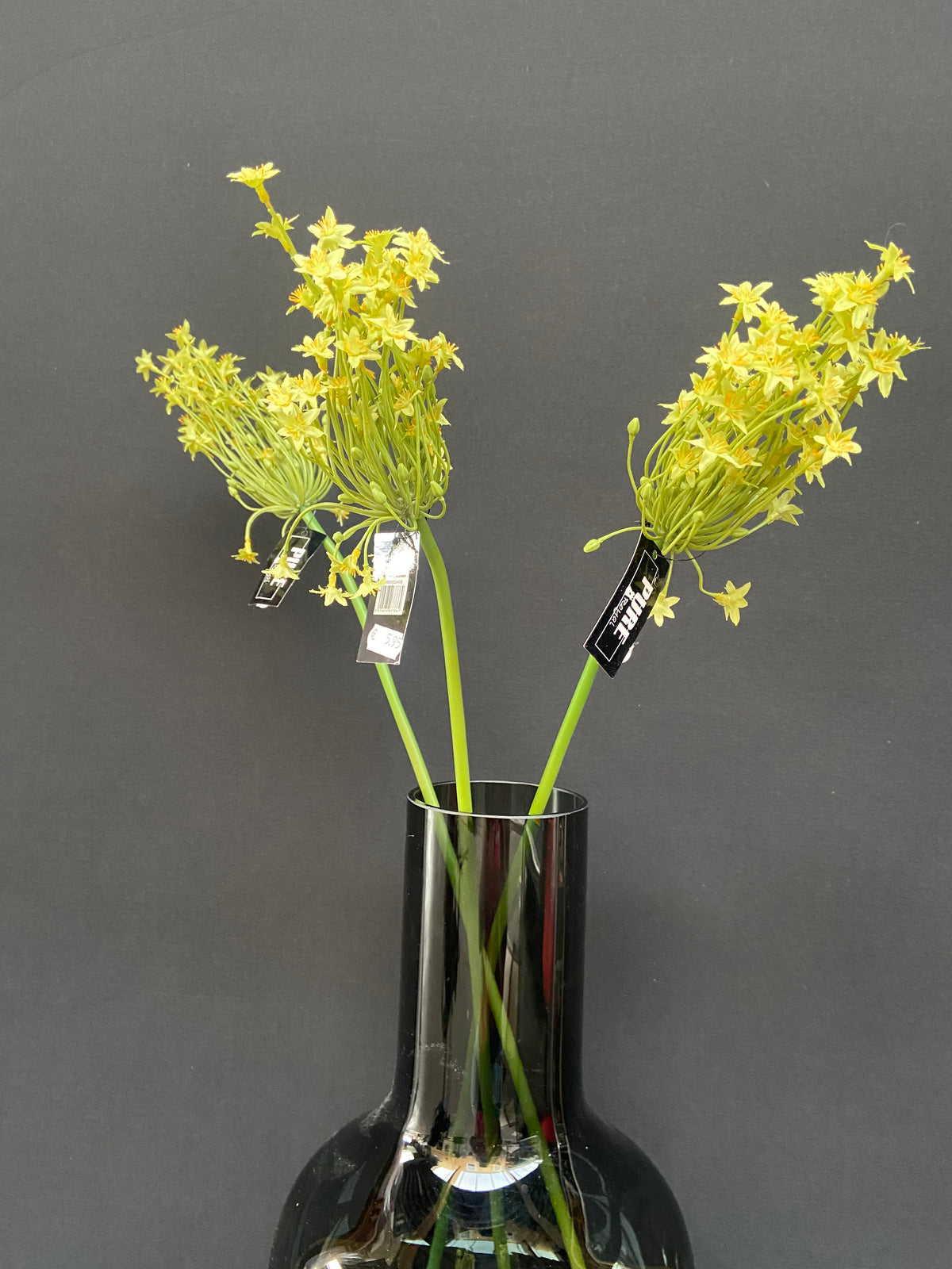 ORNITHOGALUM 71CM GREEN