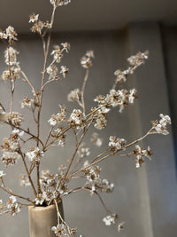 Zijdentak crème/gold