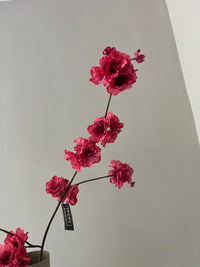 Kanzan blossom old pink