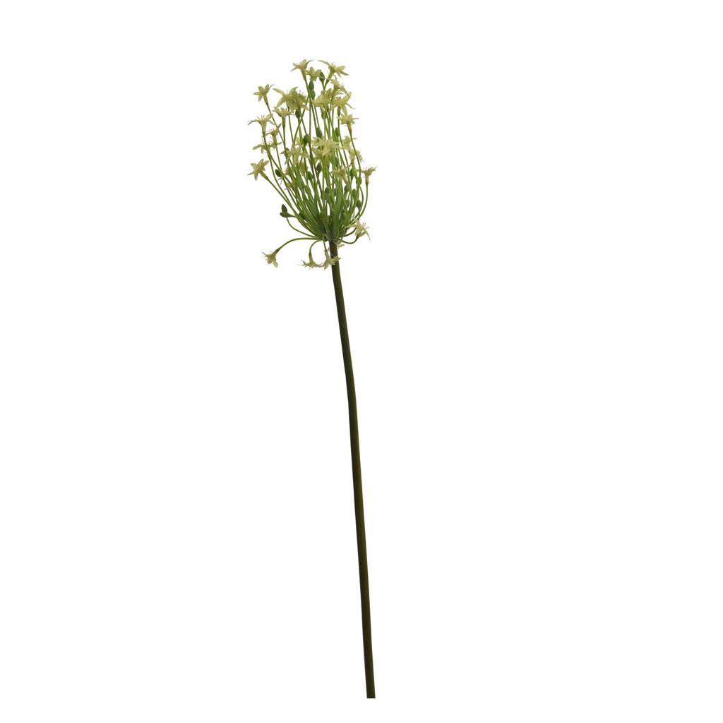 ORNITHOGALUM 71CM GREEN