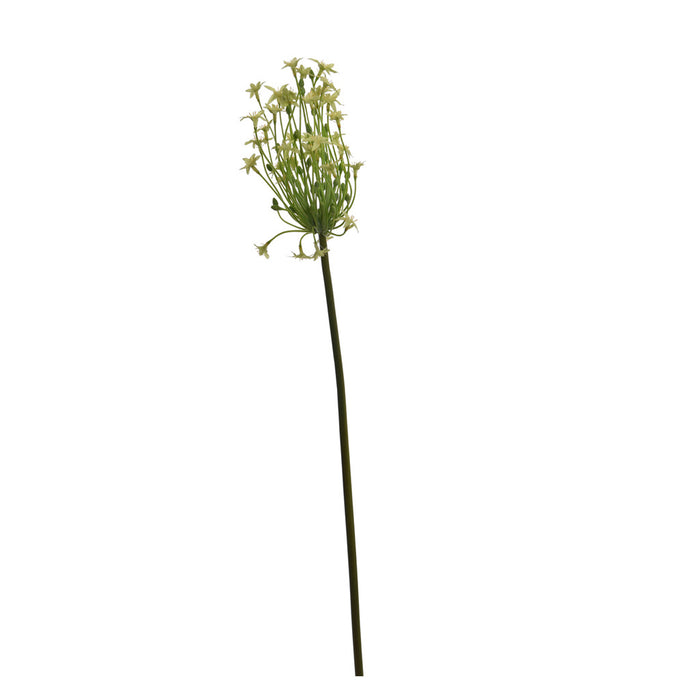 ORNITHOGALUM 71CM GREEN