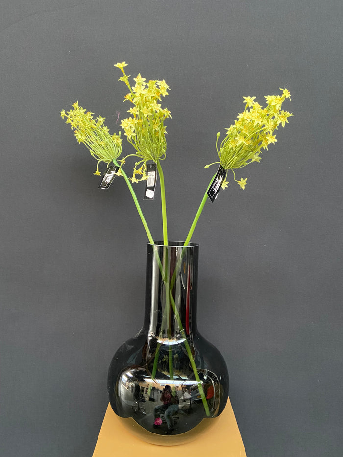 ORNITHOGALUM 71CM GREEN