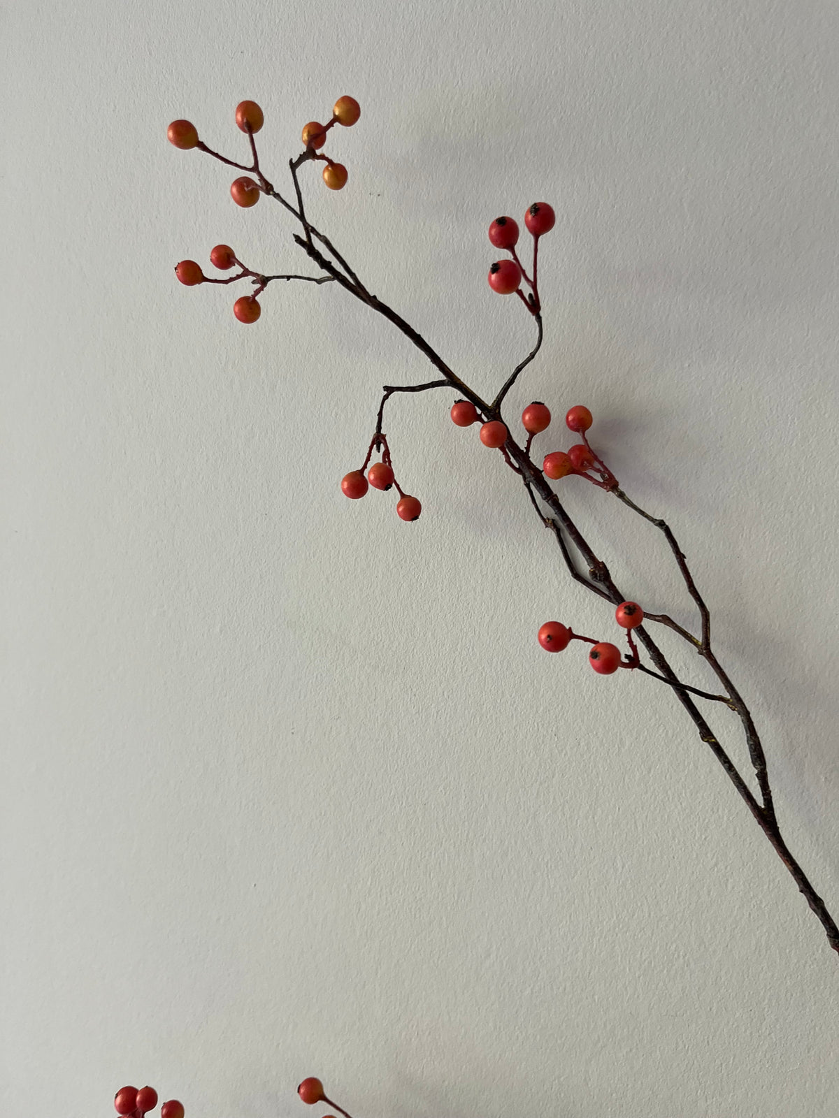 Zijdentak rozenbottel bes