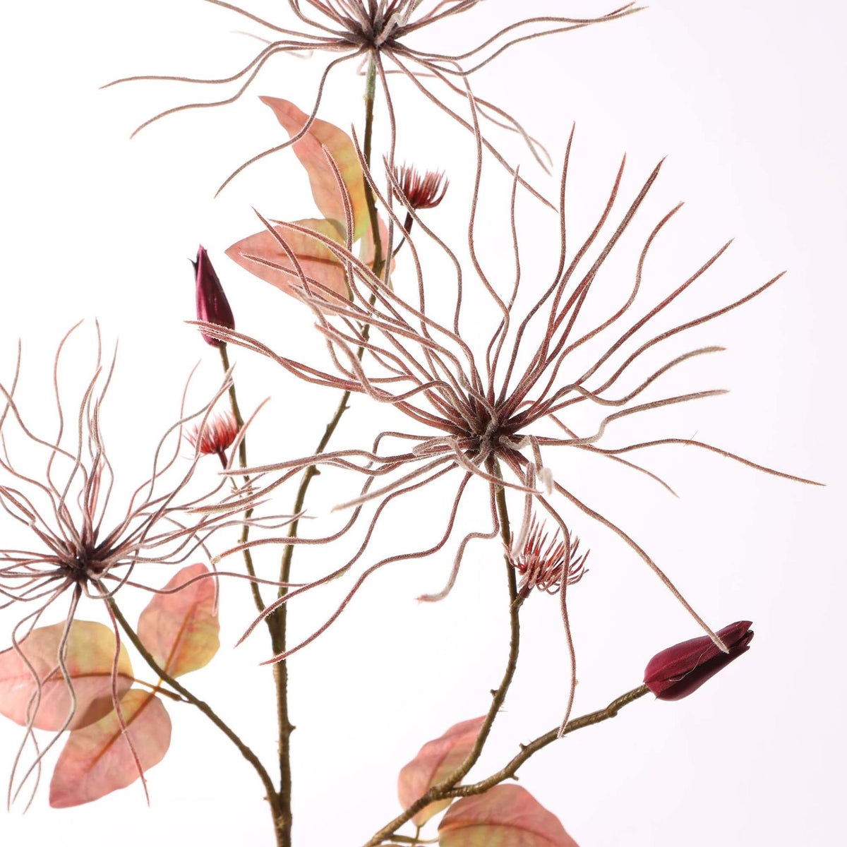 WILD CLEMATIS BURGUNDY