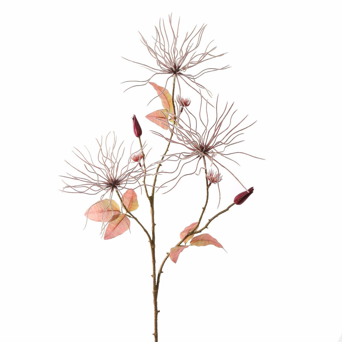 WILD CLEMATIS BURGUNDY