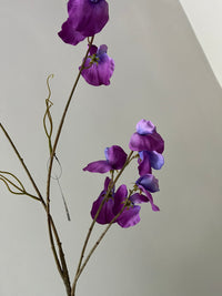 Sweet pea paars