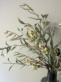 Large Helleborus