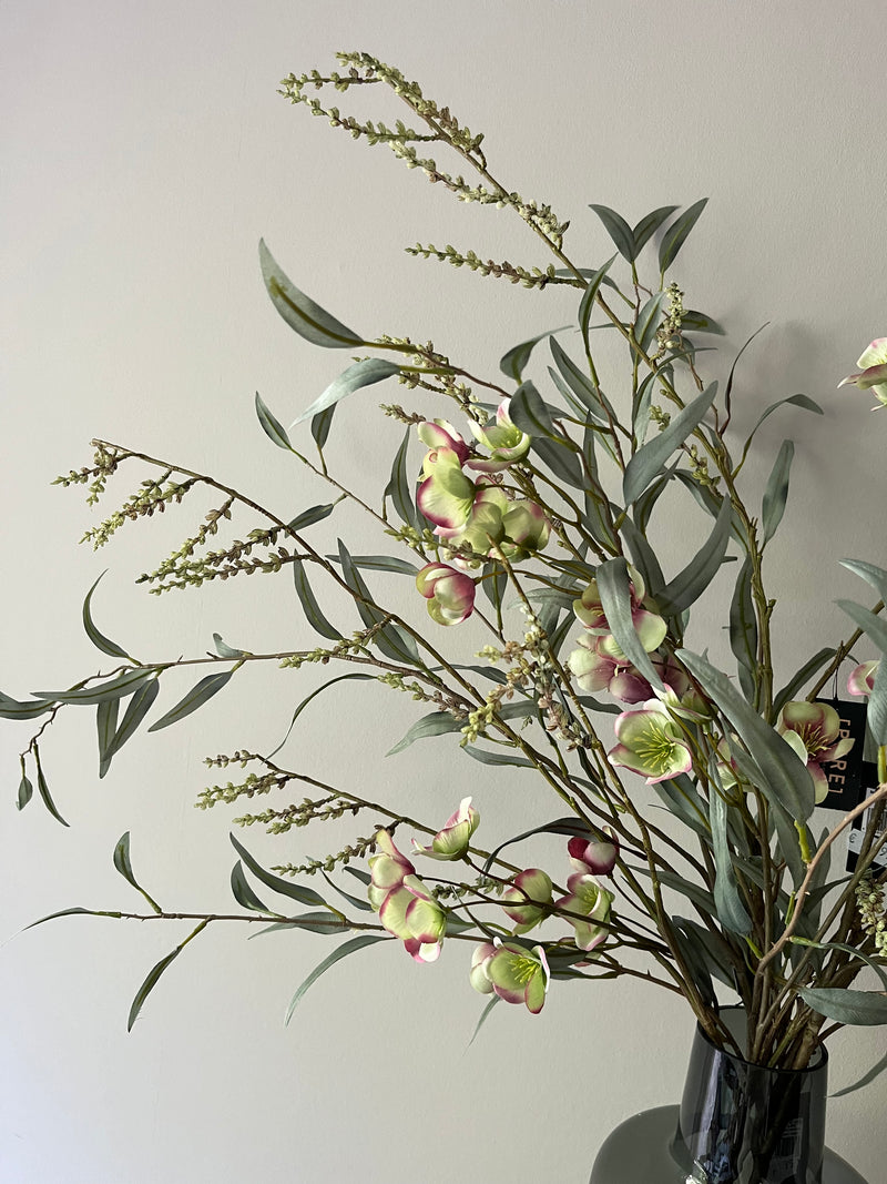 Large Helleborus
