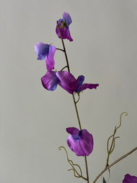 Sweet pea paars