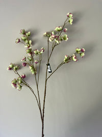 Large Helleborus