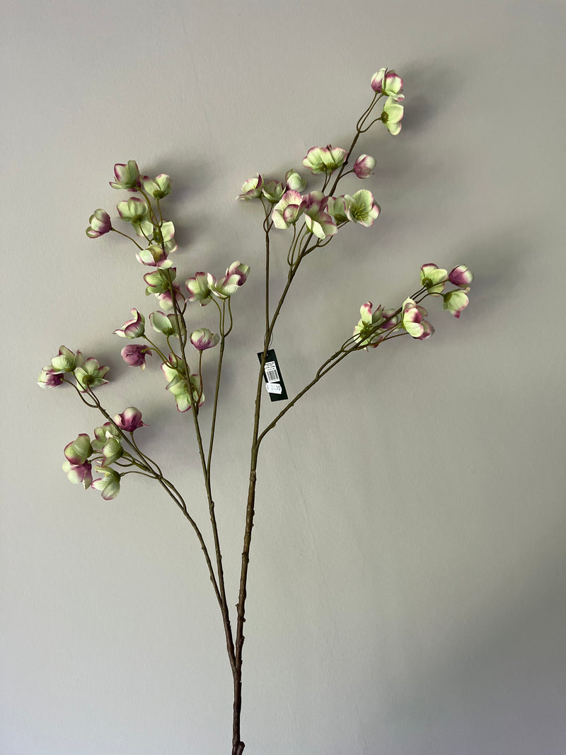 Large Helleborus