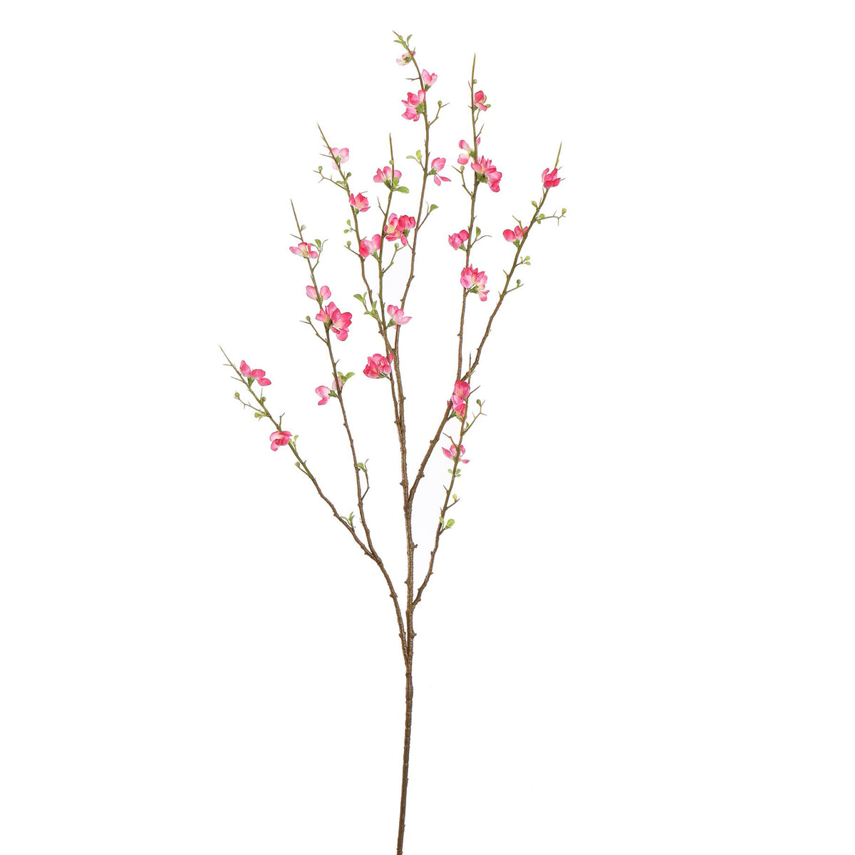 X LARGE BLOSSOM 130CM BEAUTY