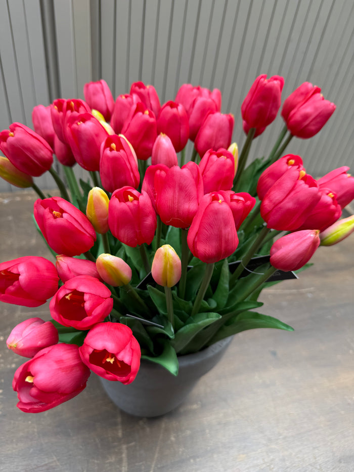 Tulpen pink lang