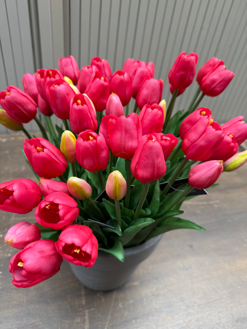 Tulpen pink lang
