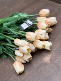 Tulpen crème lang