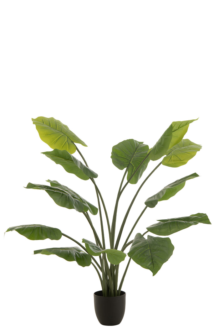 Taro Wild In Pot Plastic Green