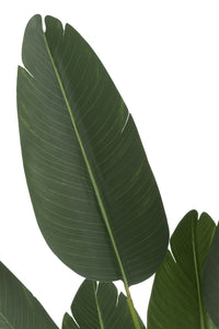 Strelitzia Plastic Green Small