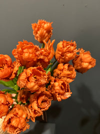 Parkiet tulpen oranje/bruin