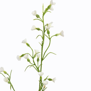 MINI NICOTIANA 75CM CREAM