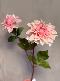 Dalia licht roze