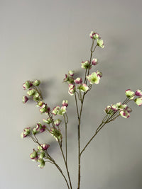 Large Helleborus