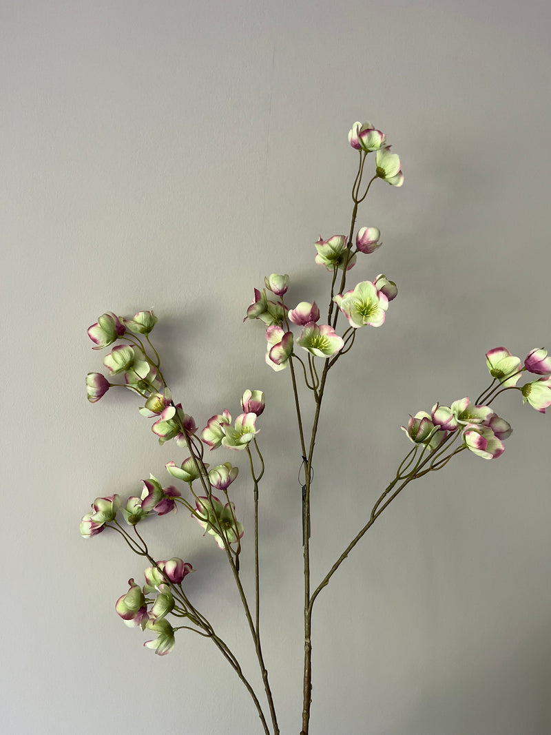 Large Helleborus