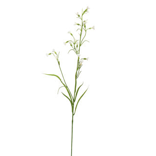 MINI NICOTIANA 75CM CREAM