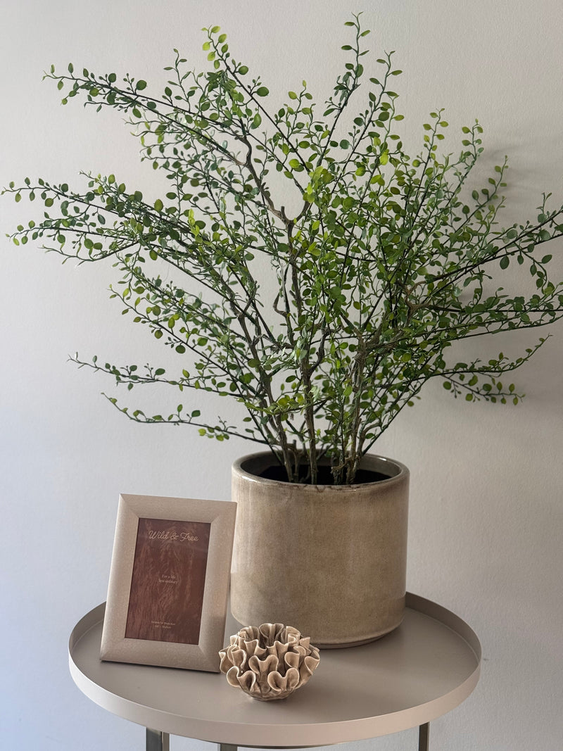Muehlenbeckia plant kunst