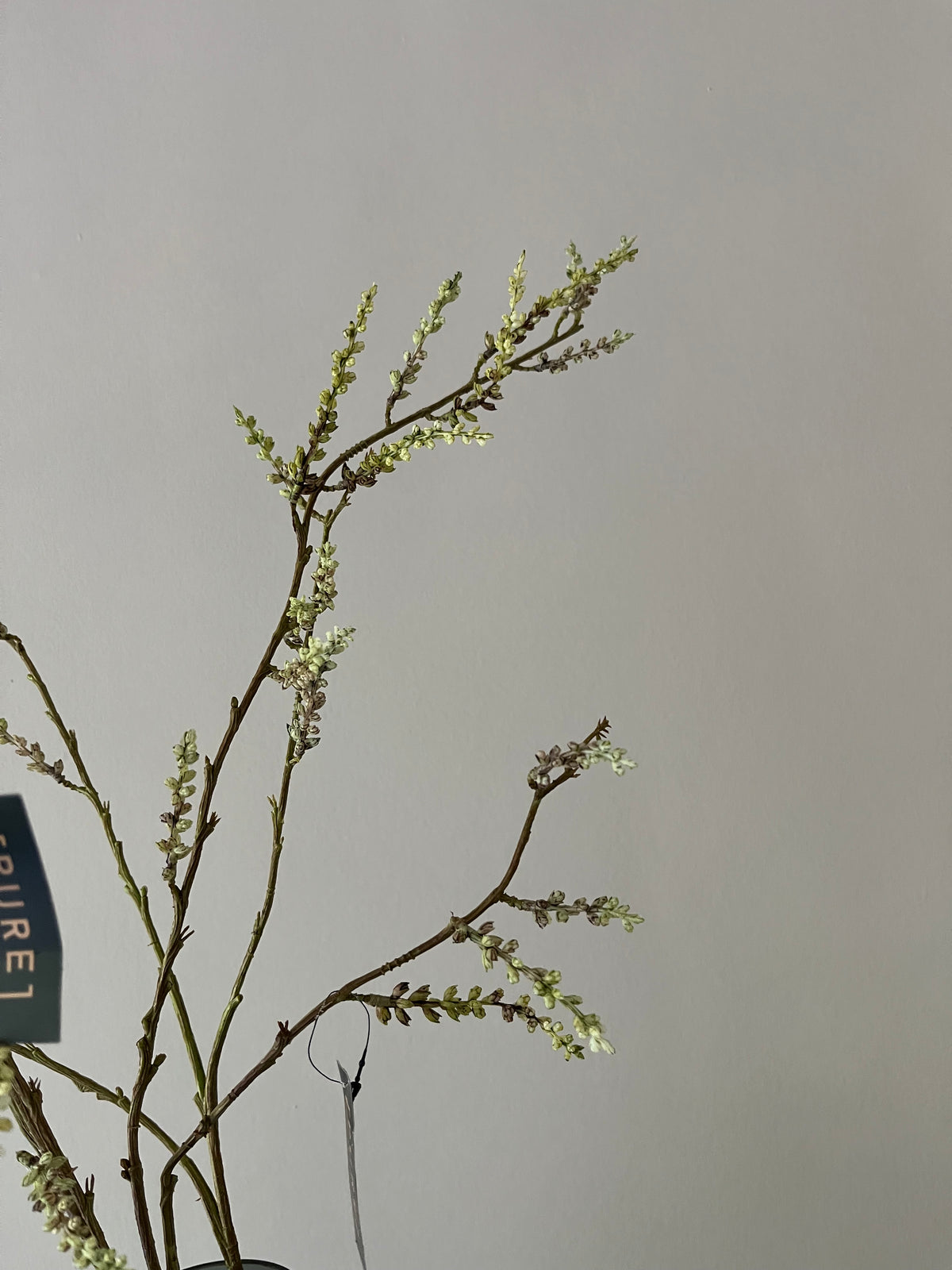 STACHYURUS SPRAY 106CM GREEN