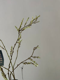 STACHYURUS SPRAY 106CM GREEN