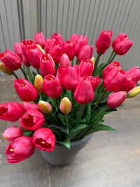 Tulpen pink lang