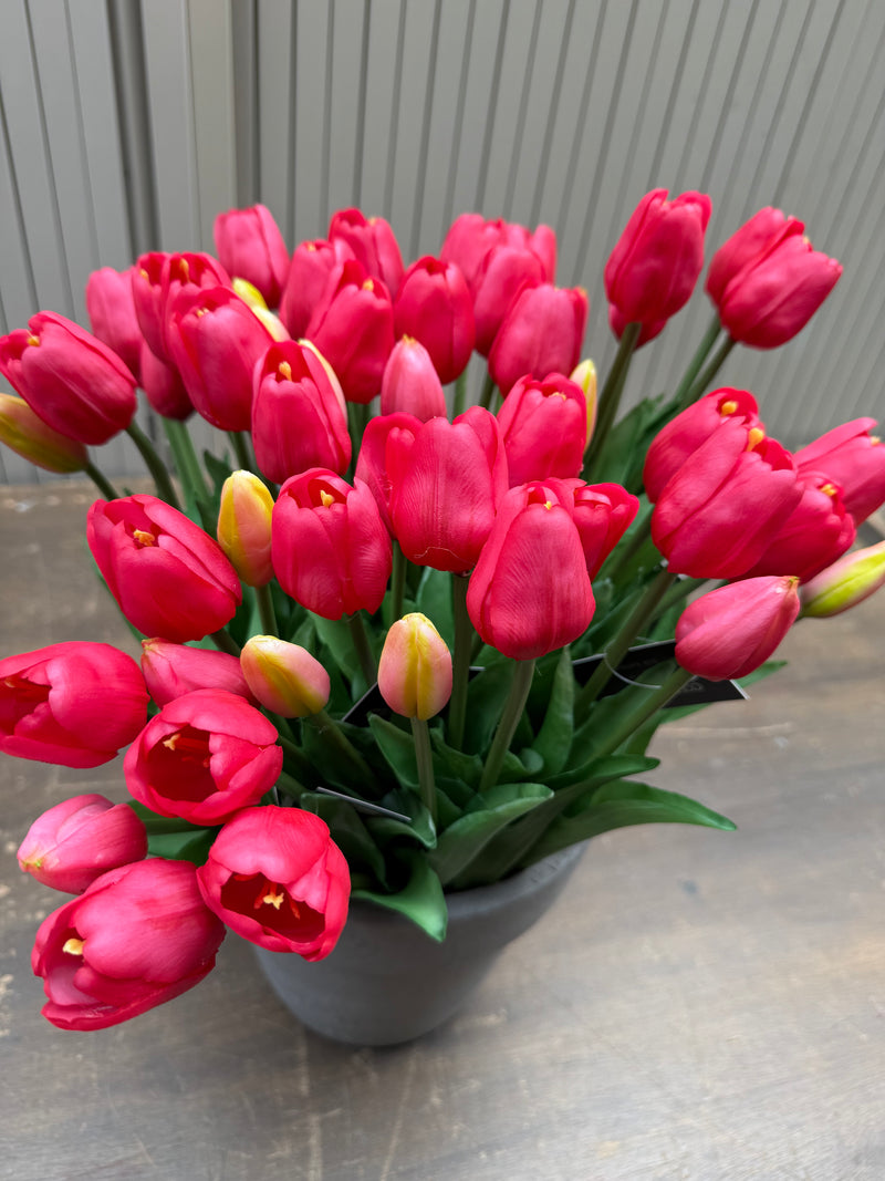 Tulpen pink lang